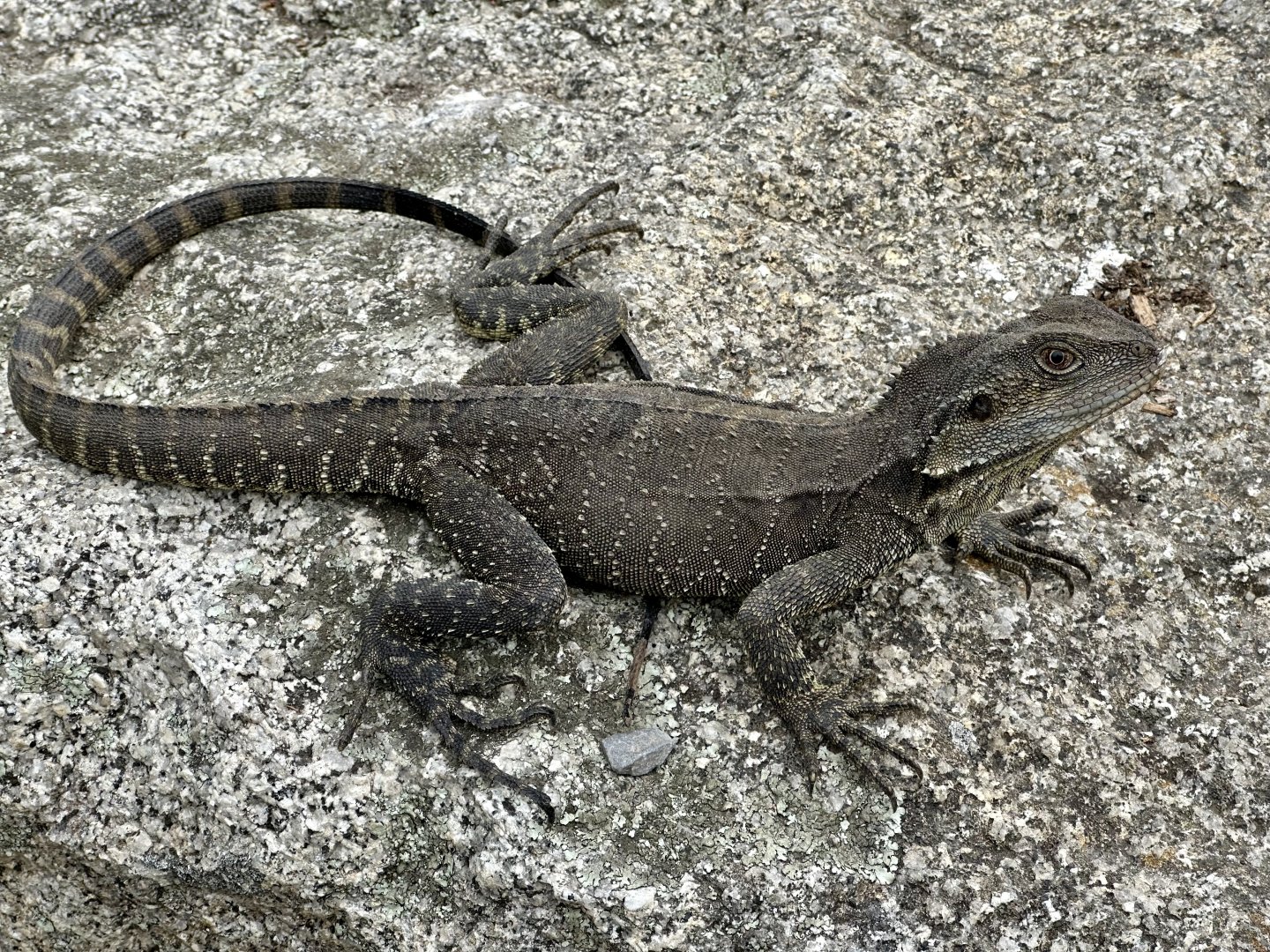 Gippsland water dragon (Intellagama lesueurii howittii)