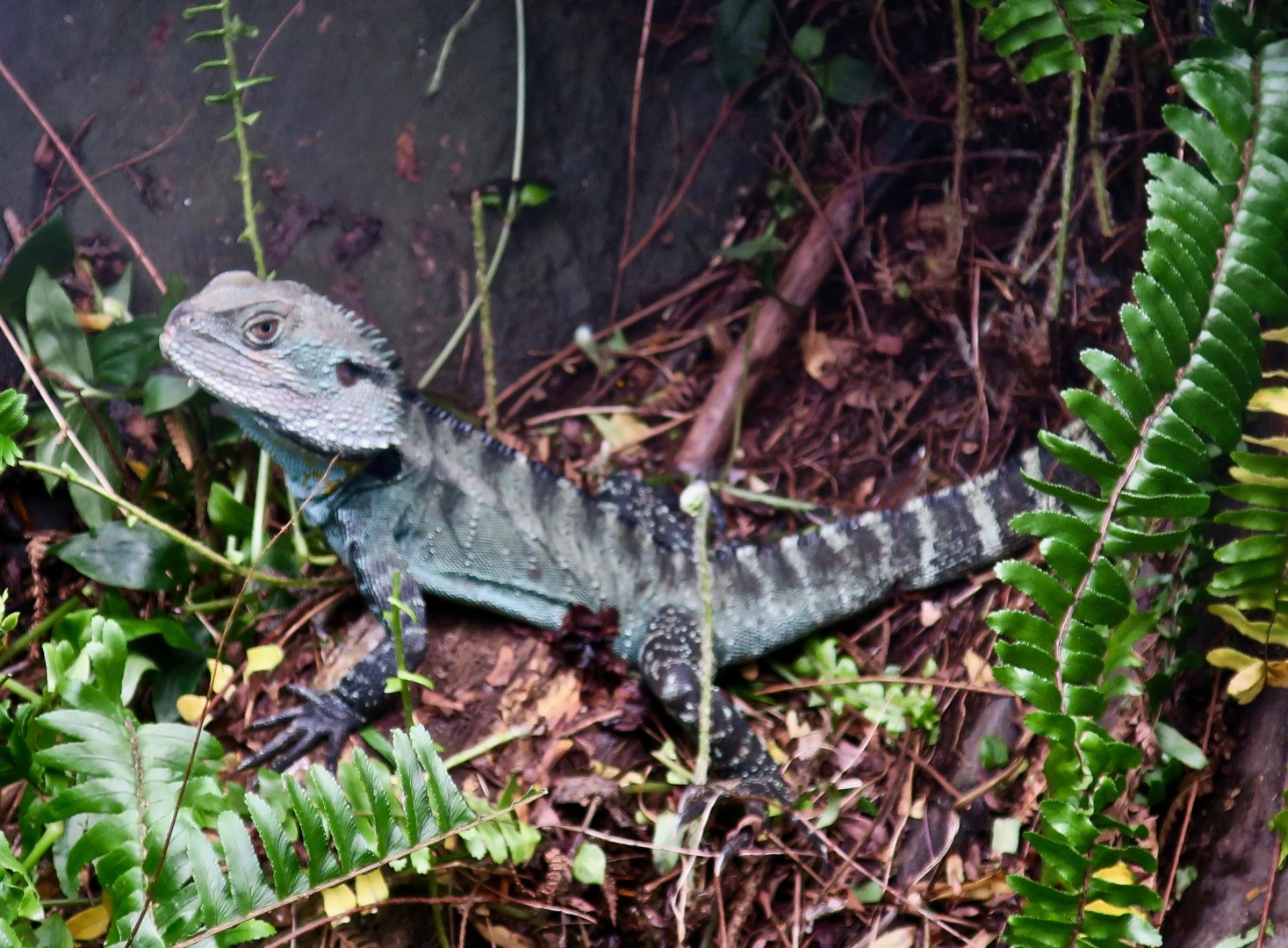 Gippsland Water Dragon (Intellegama lesueurii howittii)