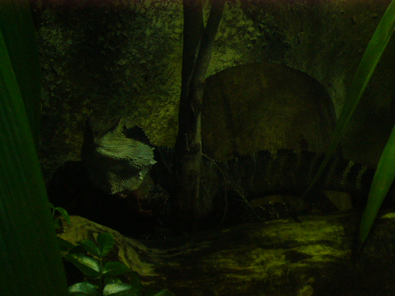 Gippsland Water Dragon (male)