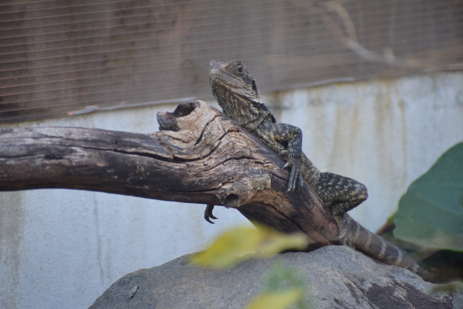 Gippsland water dragon