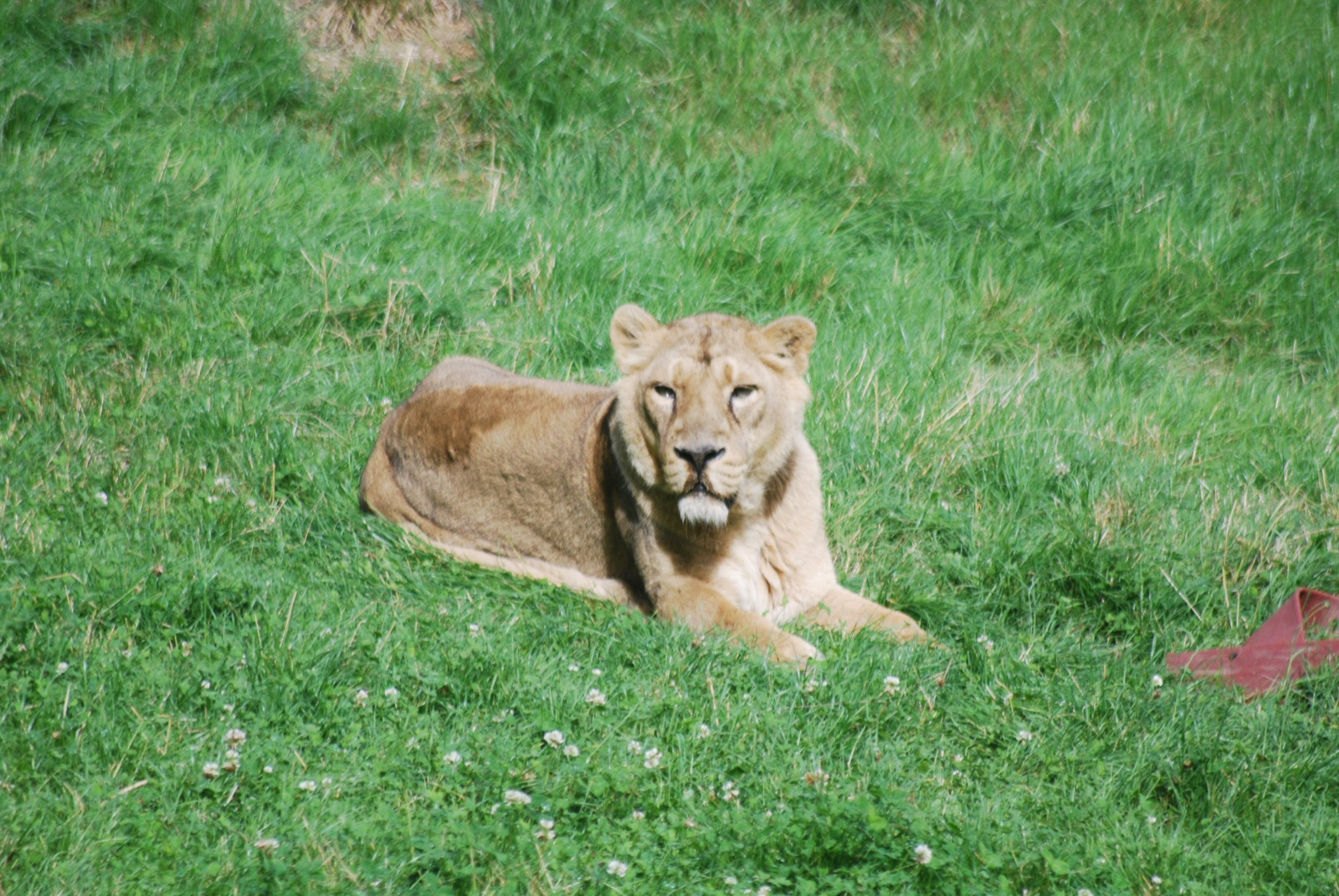 Gir Asiatic Lioness