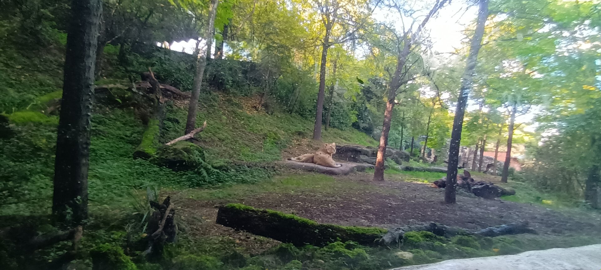 Gir Forest Asian Lion Enclosure