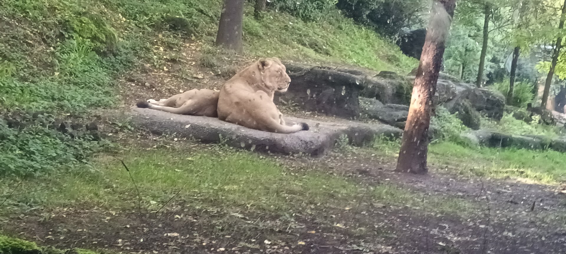 Gir Forest Asian Lionesses