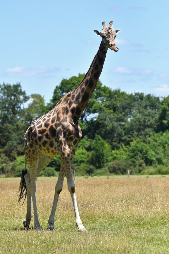 Girafe (Giraffa cameleopardis)