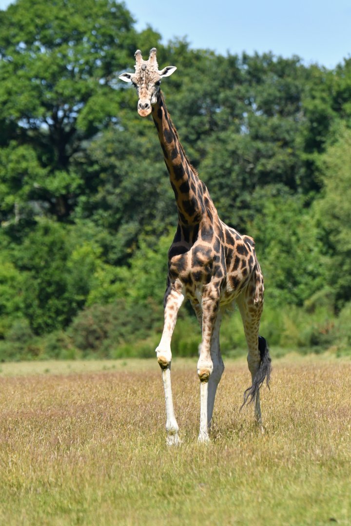 Girafe (Giraffa cameleopardis)