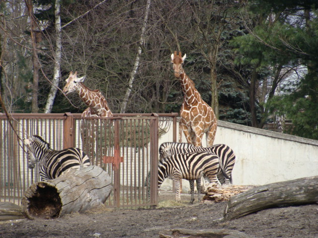 Giraffa camelopardalis/Equus ???