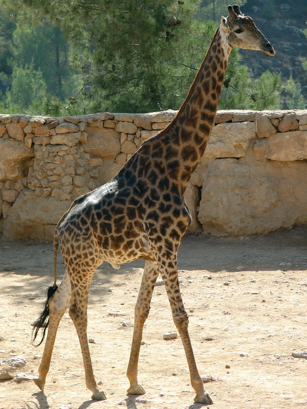 Giraffa camelopardalis giraffa / Transvaal (Cape) giraffe (male)
