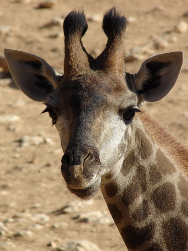 Giraffa camelopardalis giraffa / Transvaal (Cape) giraffe (young female)