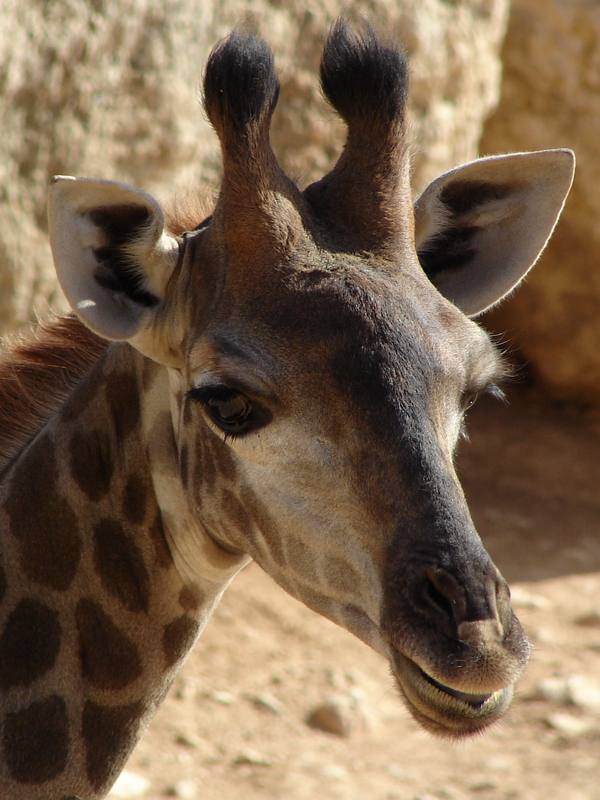Giraffa camelopardalis giraffa / Transvaal (Cape) giraffe (young female)