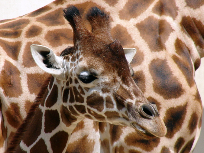 Giraffa camelopardalis hybrid ssp  / Giraffe (female Buna)