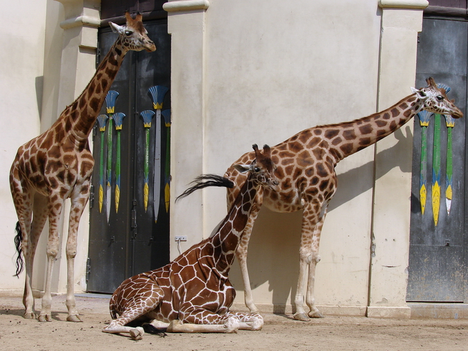 Giraffa camelopardalis hybrid ssp  / Giraffe (females Clea, Buna and Dana)