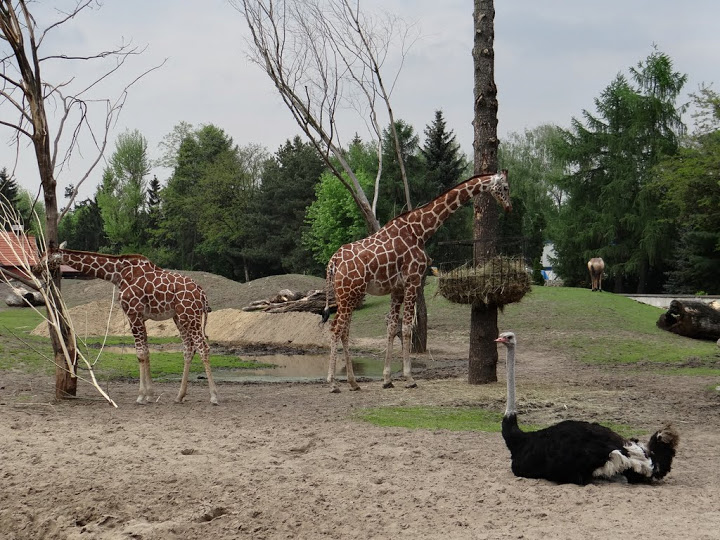 Giraffa camelopardalis reticulata and other