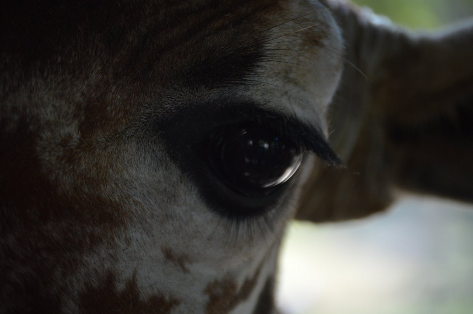 Giraffa camelopardalis reticulata, Ferrell
