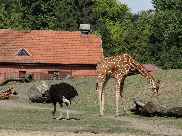 Giraffa camelopardalis reticulata /  Struthio camelus