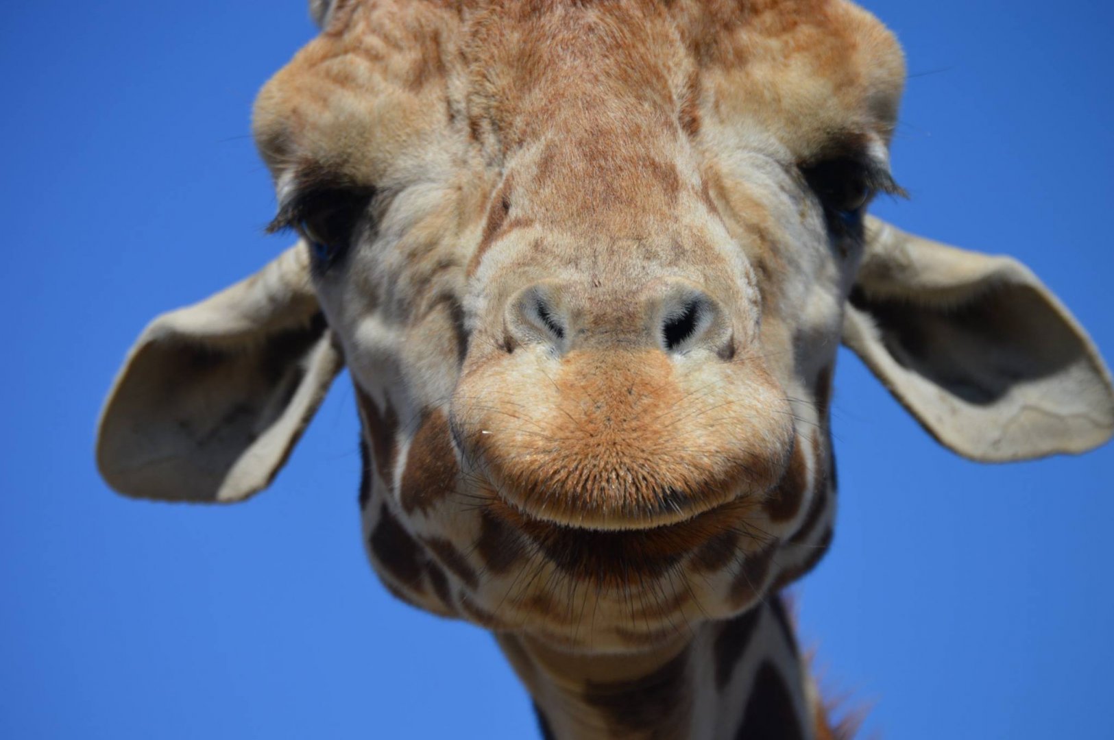 Giraffa camelopardalis reticulata x rothschildi