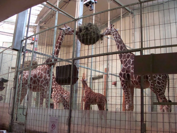 Giraffa camelopardalis reticulata