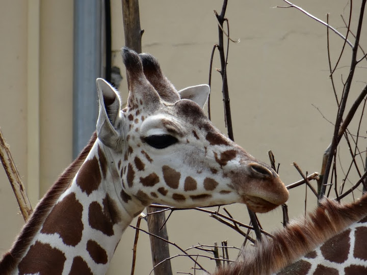 Giraffa camelopardalis reticulata