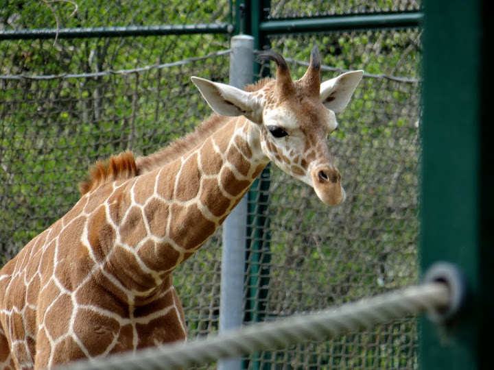 Giraffa camelopardalis reticulata