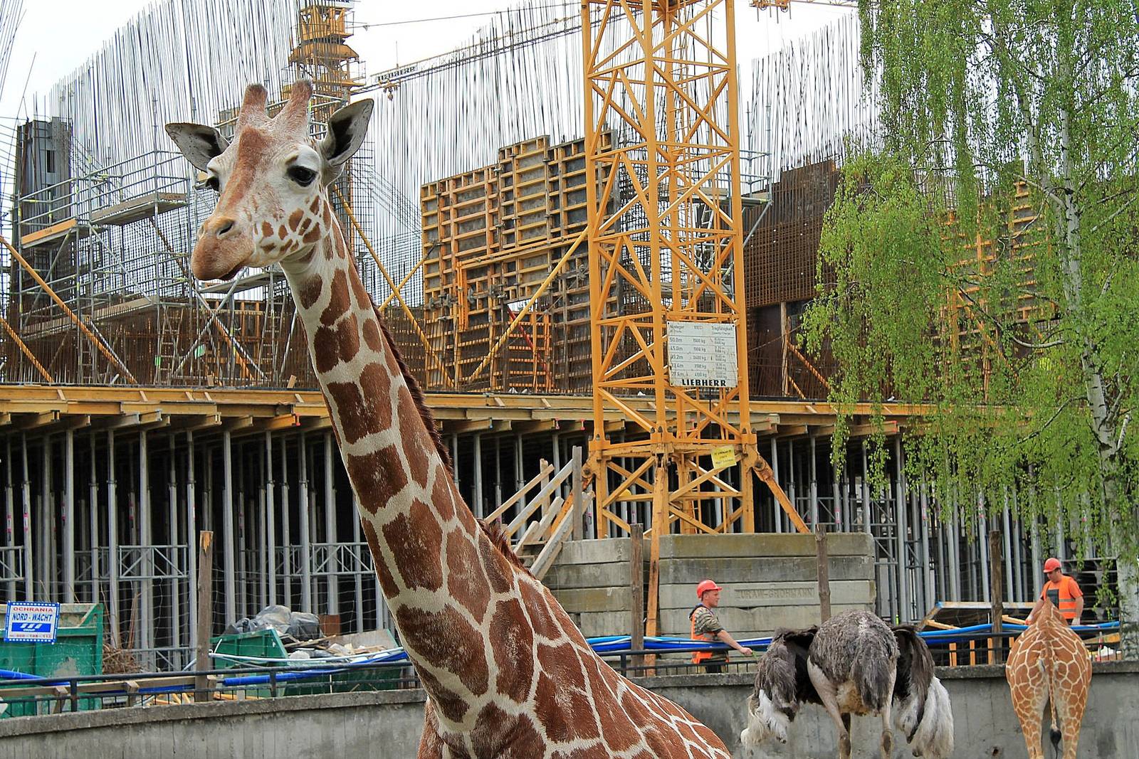 Giraffa camelopardalis reticulata