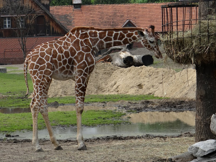 Giraffa camelopardalis reticulata