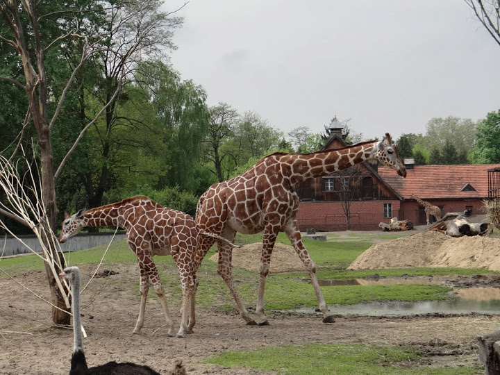 Giraffa camelopardalis reticulata