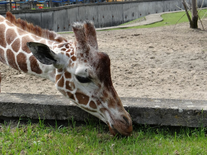 Giraffa camelopardalis reticulata
