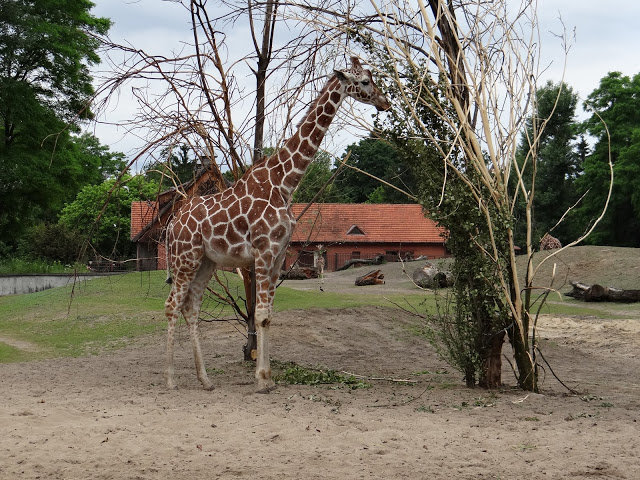 Giraffa camelopardalis reticulata