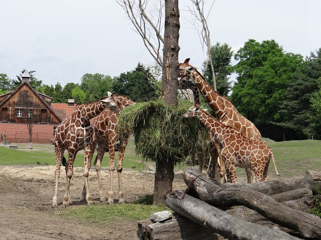 Giraffa camelopardalis reticulata
