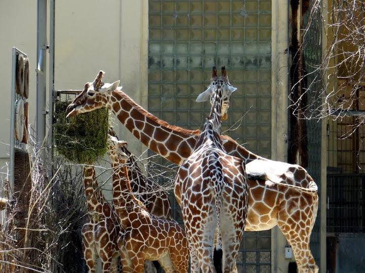 Giraffa camelopardalis reticulata