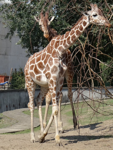 Giraffa camelopardalis reticulata