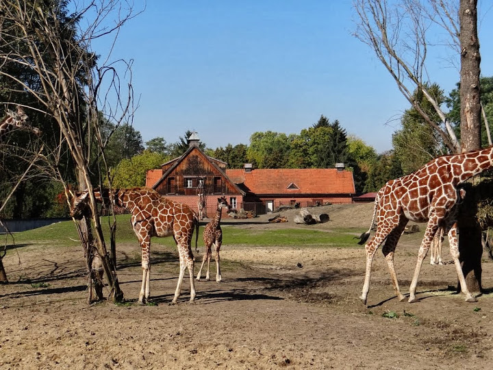 Giraffa camelopardalis reticulata