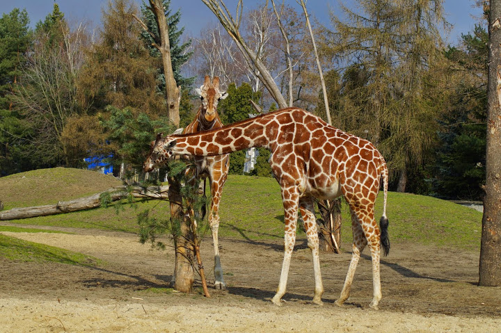 Giraffa camelopardalis reticulata