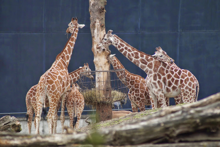 Giraffa camelopardalis reticulata