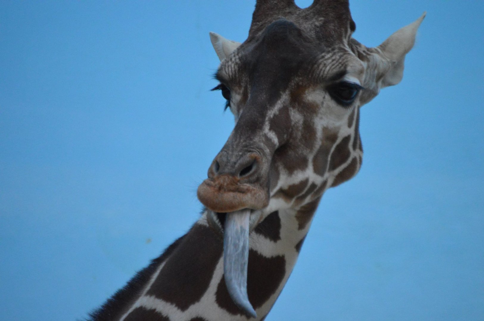 Giraffa camelopardalis reticulata