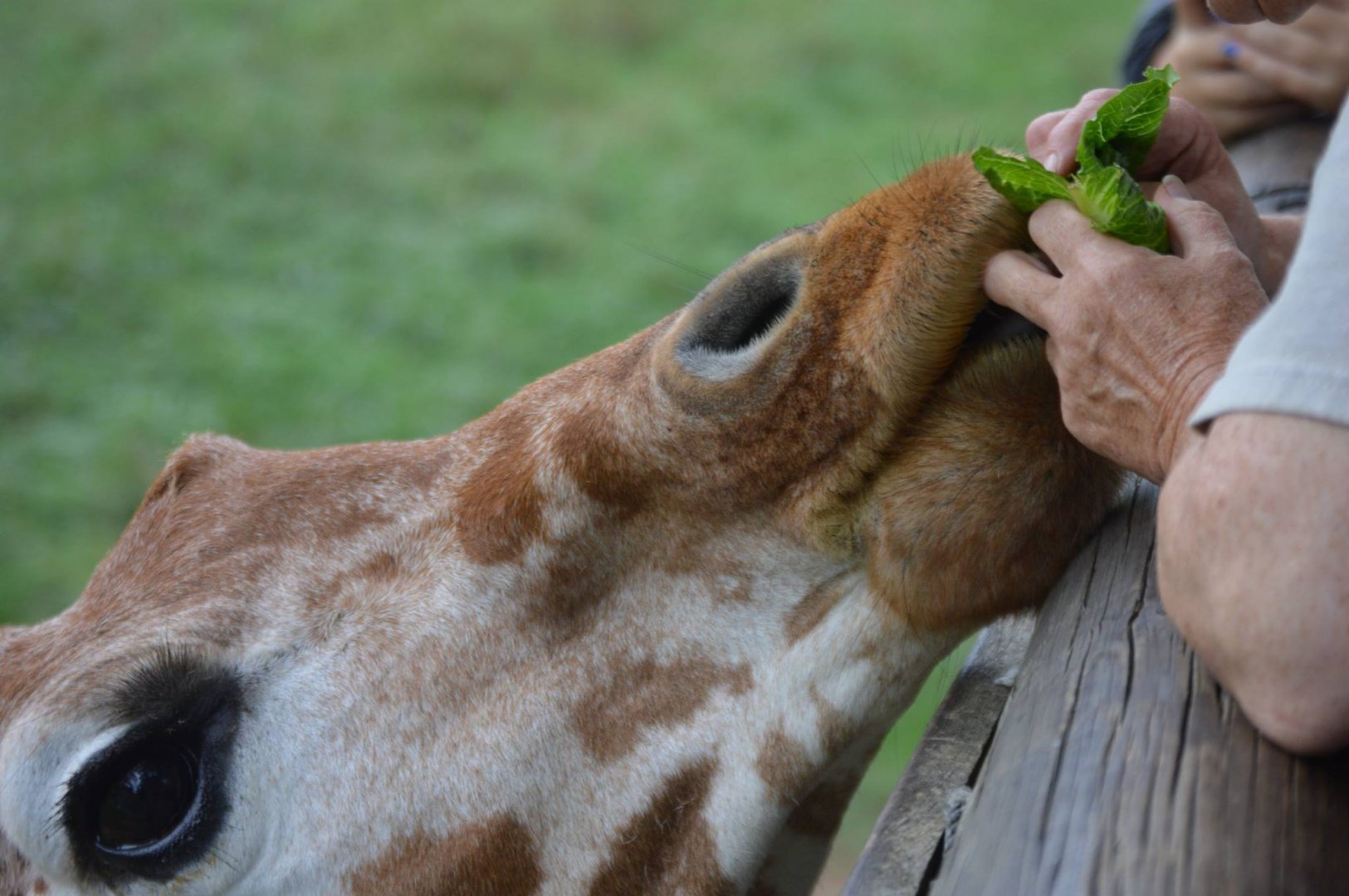 Giraffa camelopardalis reticulata