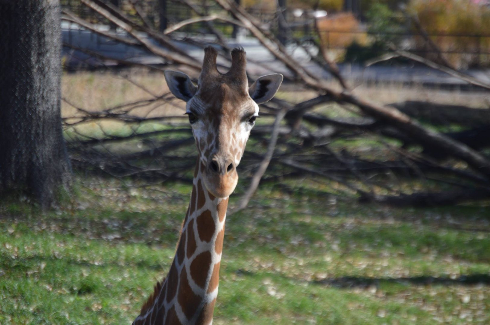 Giraffa camelopardalis reticulata