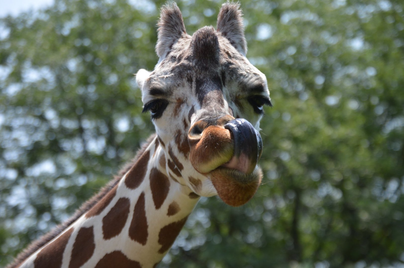 Giraffa camelopardalis reticulata
