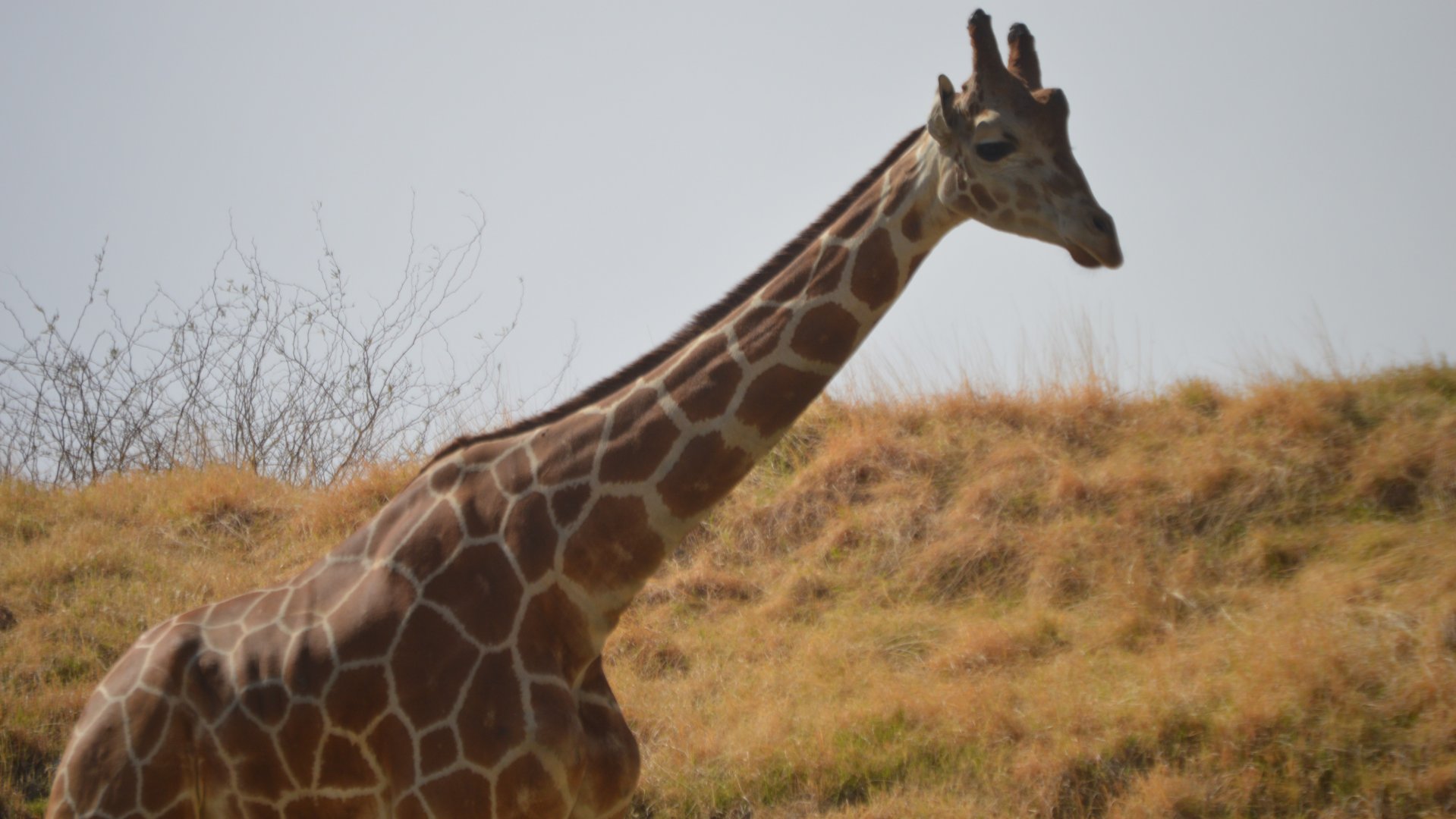 Giraffa camelopardalis reticulata