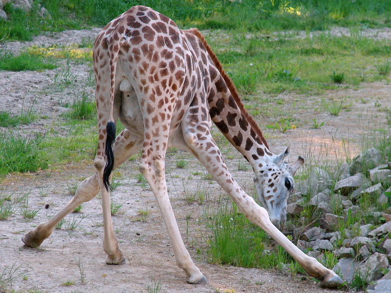 Giraffa camelopardalis rothschildi / Baringo giraffe (male Kimi)