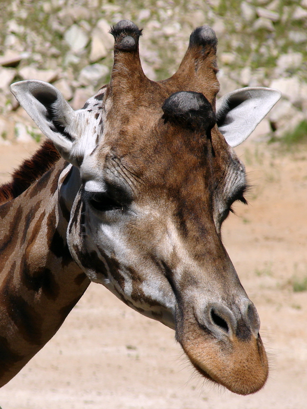 Giraffa camelopardalis rothschildi / Baringo giraffe (male Peryskop)
