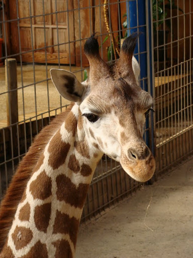 Giraffa camelopardalis rothschildi