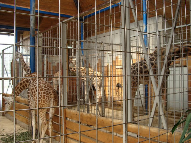 Giraffa camelopardalis rothschildi