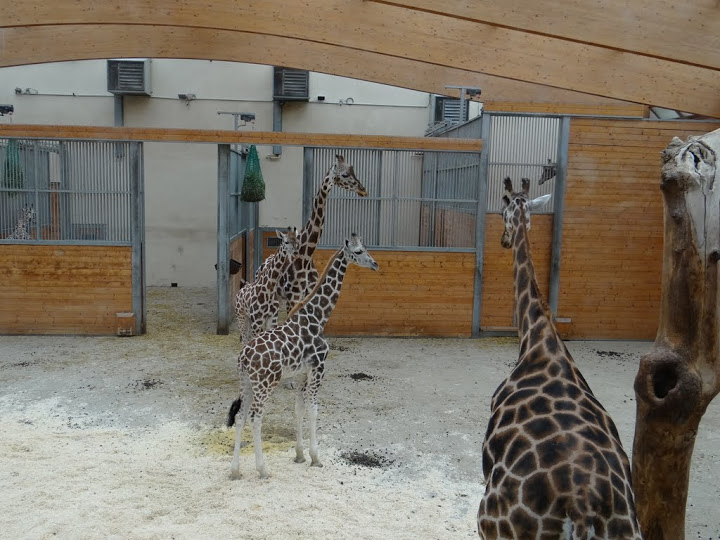 Giraffa camelopardalis rothschildi