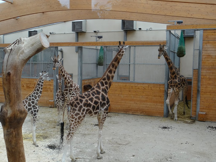 Giraffa camelopardalis rothschildi