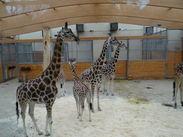 Giraffa camelopardalis rothschildi
