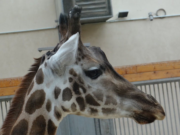 Giraffa camelopardalis rothschildi