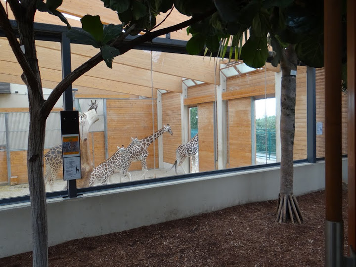 Giraffa camelopardalis rothschildi