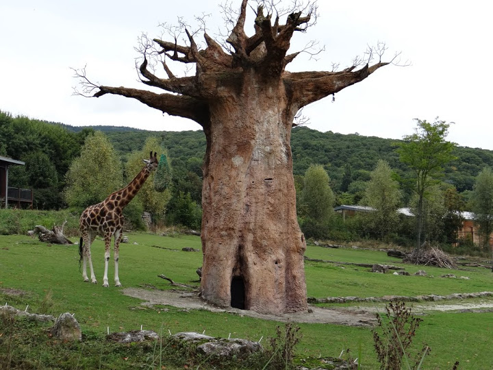 Giraffa camelopardalis rothschildi