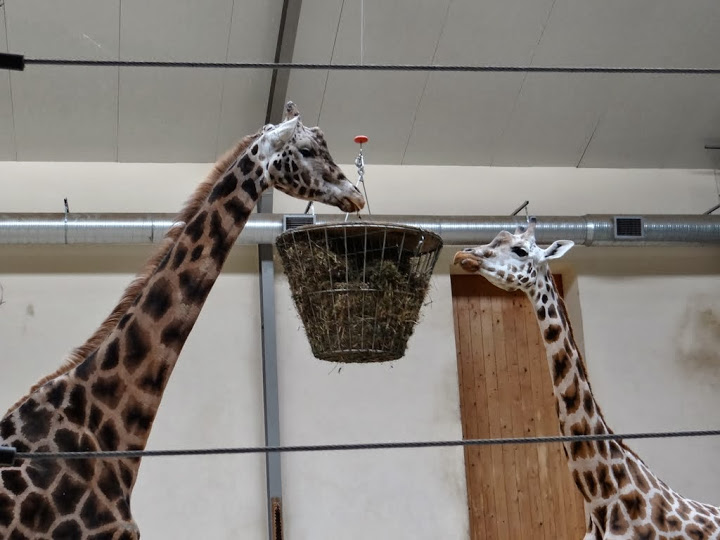 Giraffa camelopardalis rothschildi