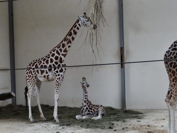 Giraffa camelopardalis rothschildi